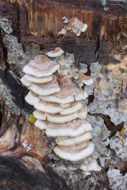 Mantar ve erken ilkbaharda ağaç kabuğu
