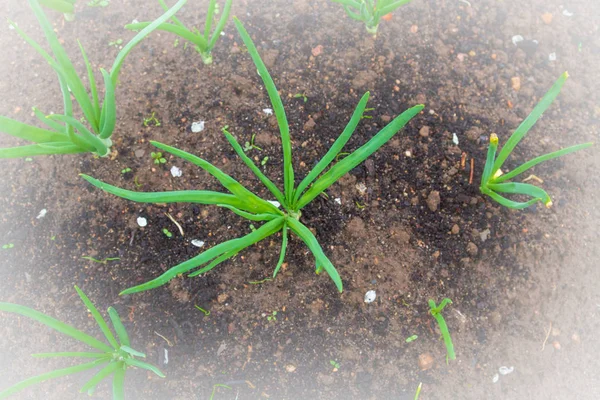 Groene uien groeien in de tuin bedden in het vroege voorjaar — Stockfoto