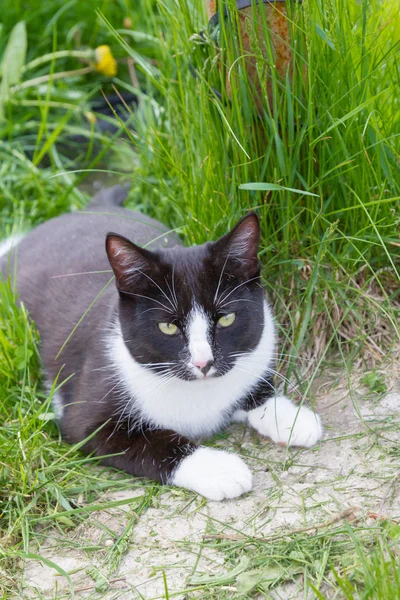Zuhause spaziert eine junge schwarz-weiße Katze durch den Hof — Stockfoto