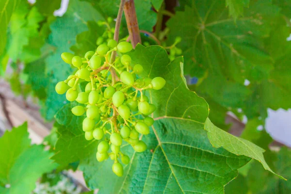 Home grapes growing on a spiral staircase in the summer — Stock Photo, Image