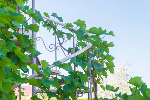 Home grapes growing on a spiral staircase in the summer — Stock Photo, Image