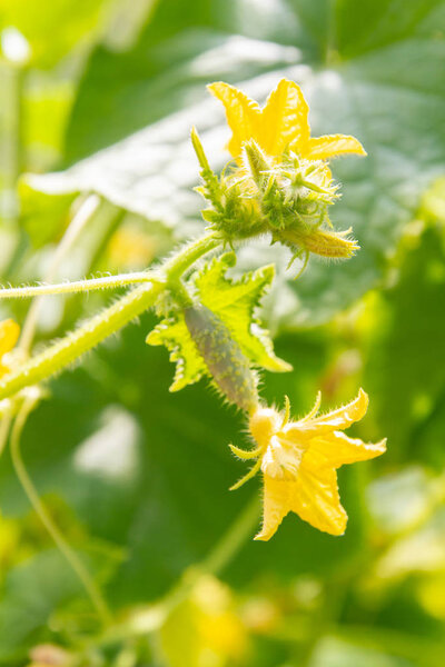 Cucumber embryo with a yellow flower on a branch