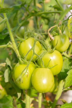 Bir dal da asılı yeşil domates bir sera olgunlaştırmak
