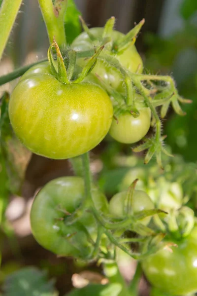 Tomates vertes suspendues à une branche mûrissent dans une serre — Photo