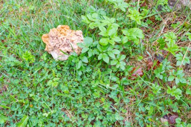 Erken ilkbaharda yeşil çim mantar dikiş ve morels