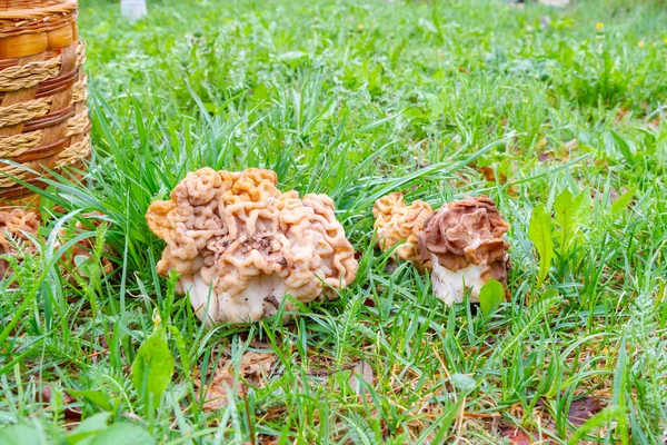 Recolectadas las líneas de hongos se encuentran en la hierba y en un baske de mimbre —  Fotos de Stock