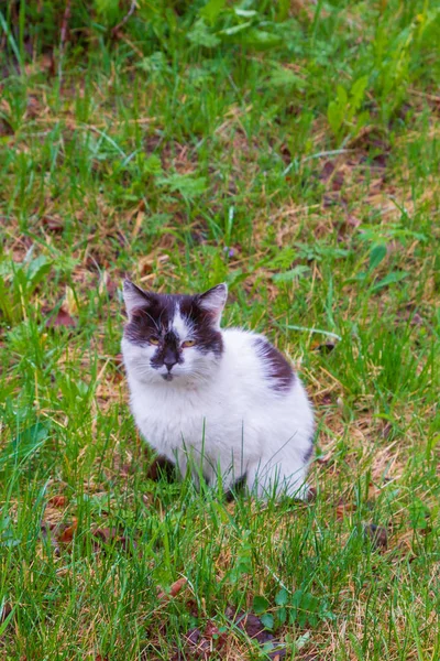 Gato doméstico preto-branco caminha na rua no início da primavera — Fotografia de Stock