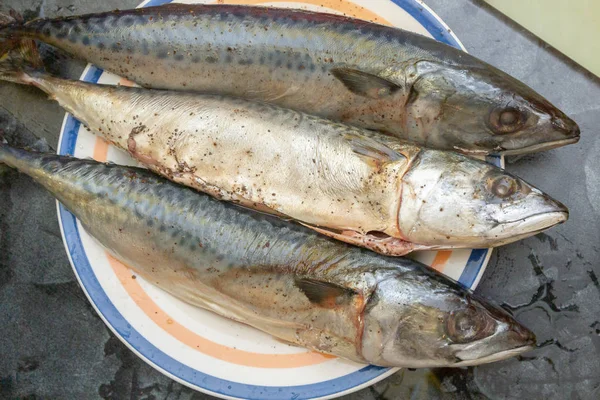 Carapau de peixe cru encontra-se em um prato antes de cozinhar — Fotografia de Stock