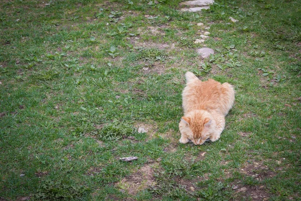 Rode harige kat liggend op het gras in het voorjaar — Stockfoto