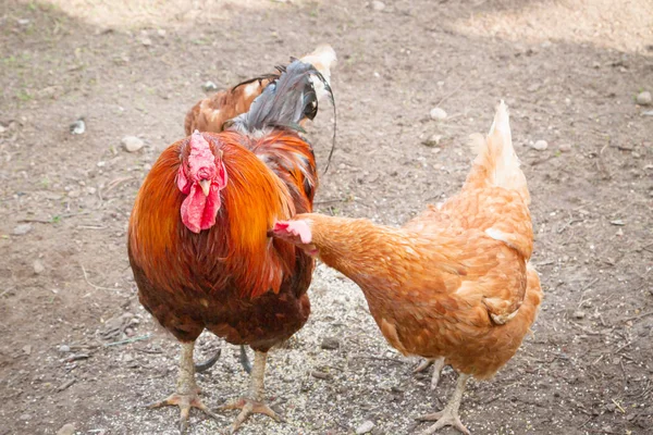 Parlak horoz ve hen ilkbaharda bahçede yürümek — Stok fotoğraf