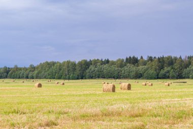 Samanlıklar için yakın yaz aylarında tarlalardan kaldırılır