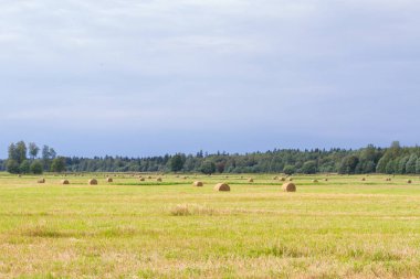 Samanlıklar için yakın yaz aylarında tarlalardan kaldırılır