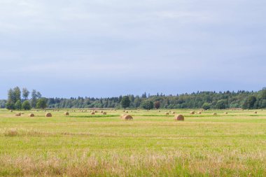 Samanlıklar için yakın yaz aylarında tarlalardan kaldırılır