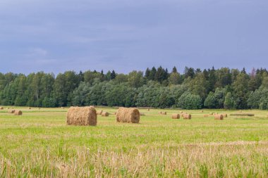 Samanlıklar için yakın yaz aylarında tarlalardan kaldırılır