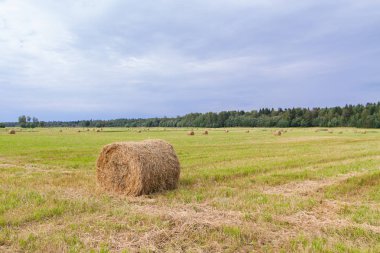 Samanlıklar için yakın yaz aylarında tarlalardan kaldırılır