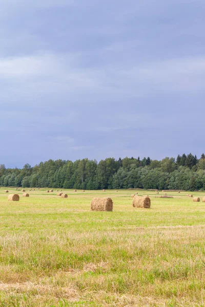 Haystacks se odstraňují z polí v létě poblíž — Stock fotografie