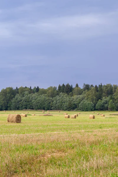 Haystacks se odstraňují z polí v létě poblíž — Stock fotografie