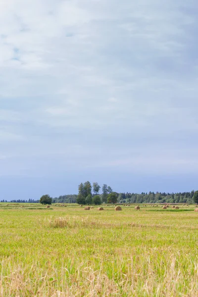 Haystacks se odstraňují z polí v létě poblíž — Stock fotografie