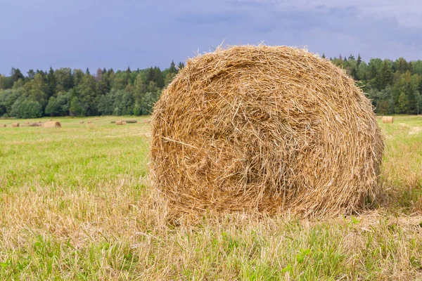 Haystacks dikeluarkan dari lapangan di musim panas dekat untuk — Stok Foto