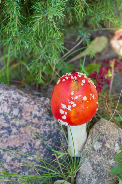 Rote helle Pilzfliege agaric mit weißen Flecken in der Nähe der Steine — Stockfoto