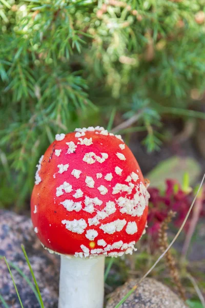 Rote helle Pilzfliege agaric mit weißen Flecken in der Nähe der Steine — Stockfoto