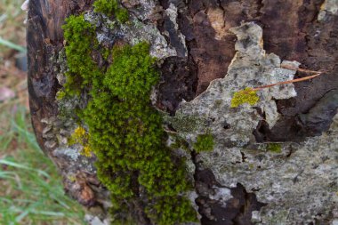 Erken ilkbaharda ağaç üzerinde yosun ile ağaç kabuğu