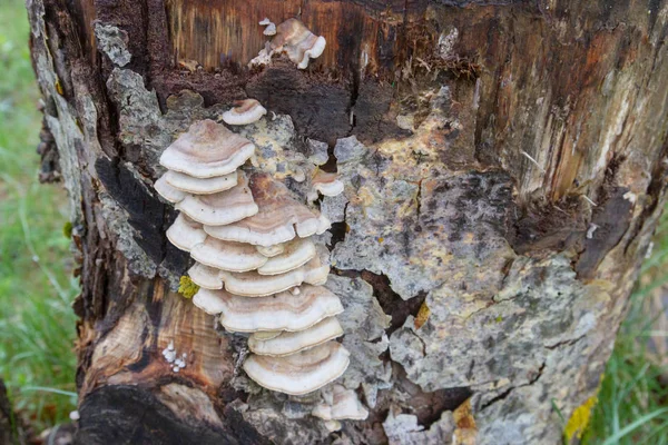 Mushrooms and bark on the tree in early spring — Stock Photo, Image