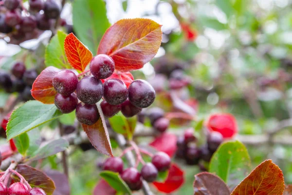 Chokeberry grows on a Bush in late summer — Stock Photo, Image