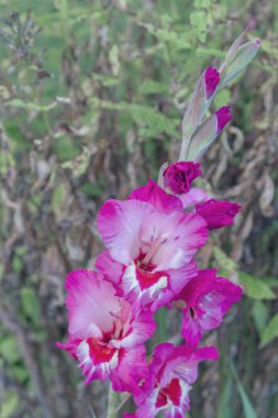 Pembe gladiolus çiçek yaz aylarında bahçede yetişir