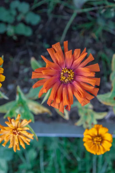 Ljusa vackra Trädgårdsblommor växer på sommaren på gatan — Stockfoto