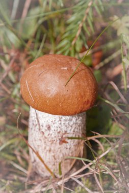 Kırmızı mantar erken sonbaharda ormanda yetişir