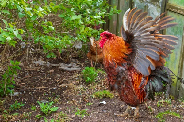 Galo brilhante caminha no quintal na grama verde — Fotografia de Stock