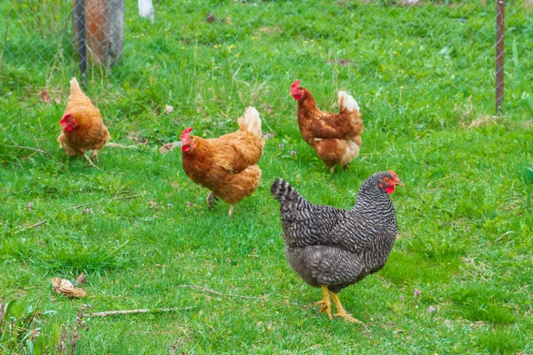 Tavuklar yeşil çimenlerin üzerinde bahçede yürürler.