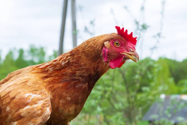Портрет домашней курицы во дворе летом — стоковое фото