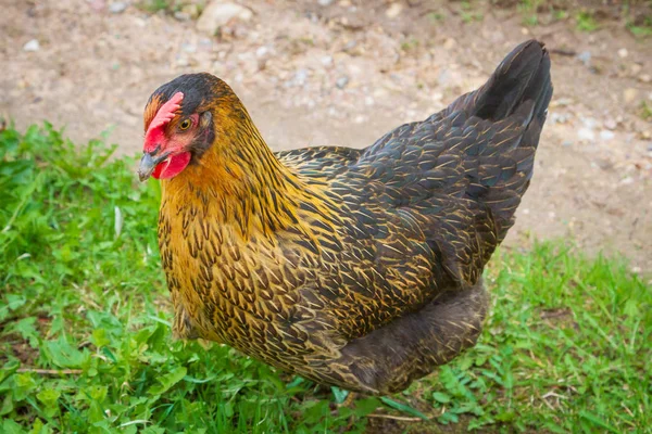 Chickens walk in the yard on the green grass — Stock Photo, Image