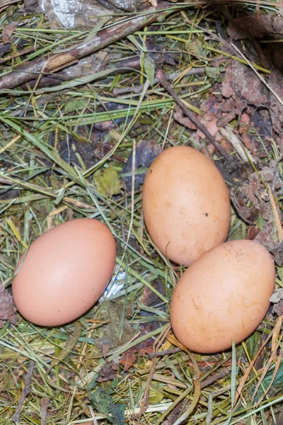 Hen lade ägg i boet i hönshuset — Stockfoto