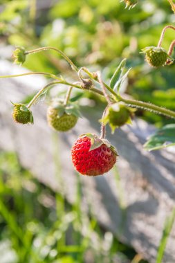 Olgun kırmızı çilekler yazın bahçede yetişir.