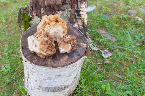 Las líneas de hongos recogidos se encuentran en un muñón de madera en la primavera —  Fotos de Stock