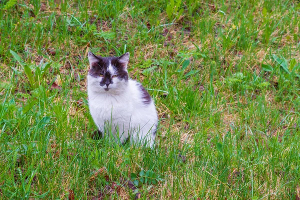 Gato doméstico blanco y negro camina en la calle a principios de primavera — Foto de Stock