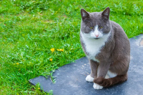 Grigio con gatto domestico bianco siede sulla strada Inizio primavera — Foto Stock