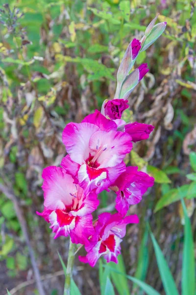 Różowy kwiat mieczyk rośnie w ogrodzie w lecie — Zdjęcie stockowe