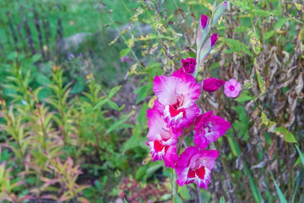 ピンクのグラディオラスの花は、夏に庭で成長します — ストック写真