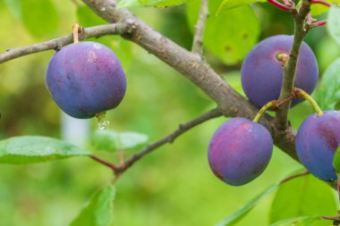 Olgun erik yazın bir ağaç dalı üzerinde olgunlaşır