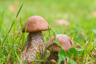Boletus mantarı yeşil çimenlerde yazın yetişir.