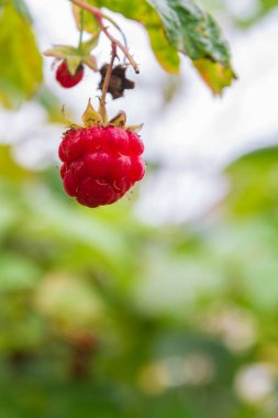Olgun kırmızı ahududu yaz aylarında Bush olgunlaştırmak