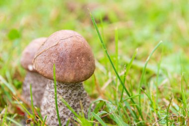 Boletus mantarı yeşil çimenlerde yazın yetişir.