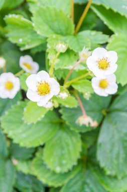 Yaz aylarında çilek bir yatakta beyaz çilek çiçekleri