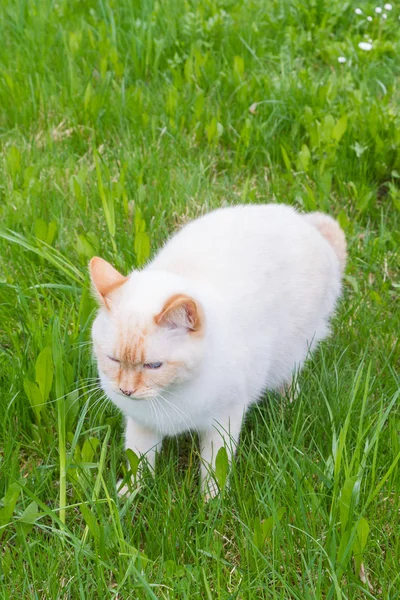 Bellissimo gatto domestico dagli occhi azzurri bianchi per strada — Foto Stock
