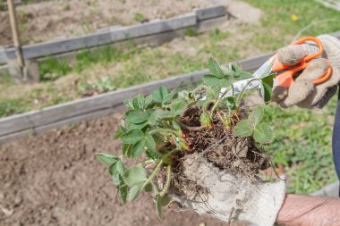 Yaşlı bir adam spr bahçede çilek nakli