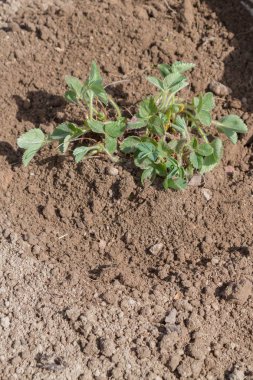 Yaşlı bir adam spr bahçede çilek nakli